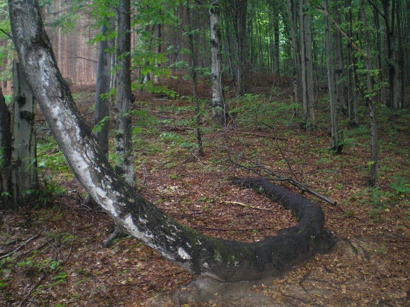 wakacje2008 014.jpg - I napotykamy drzewnego węża.